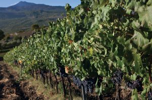 Nerello Mascalese vines, Etna wines