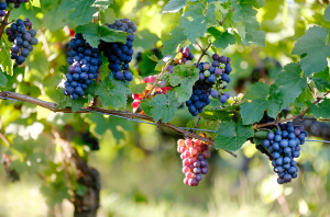 Noble grape