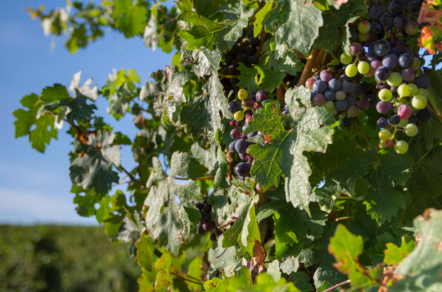 Vinding Montecarrubo