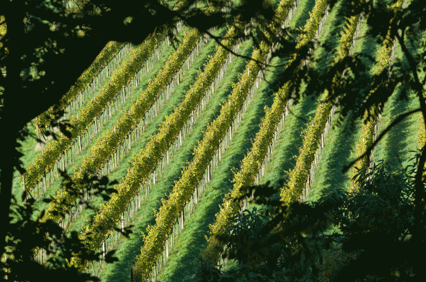 Cantina Terlano, The vineyards at Cantina Terlan