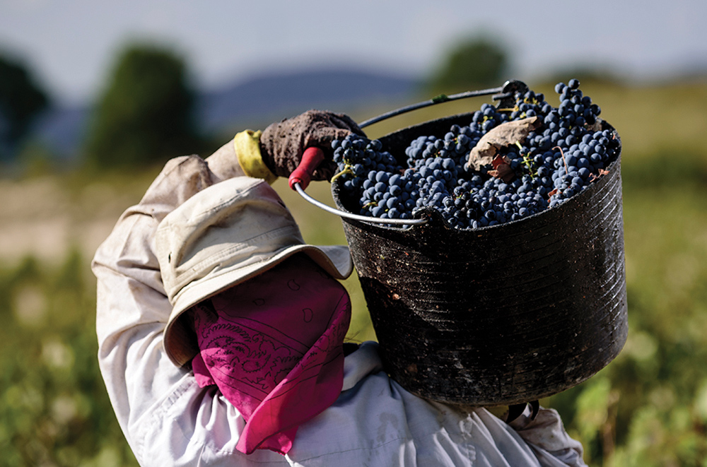 Jumilla harvest grapes