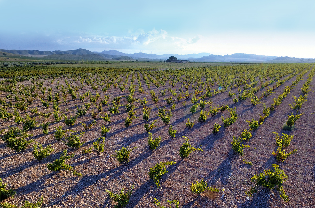 Jumilla vineyard