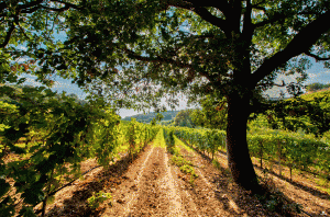 Southern Italy wines