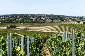 Stoplman Estate Vineyard in Ballard Canyon