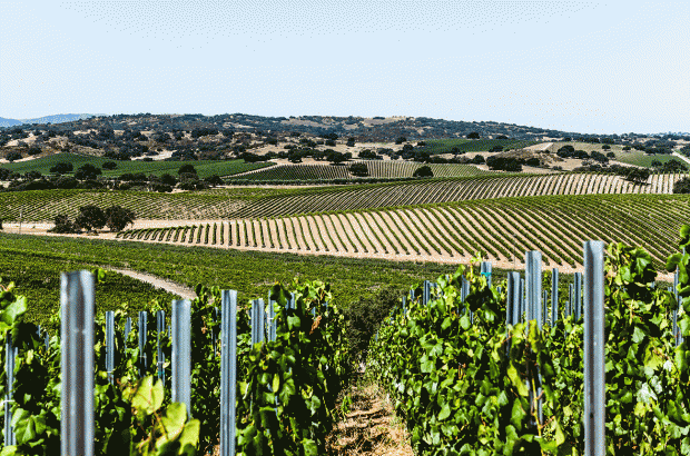 Stoplman Estate Vineyard in Ballard Canyon