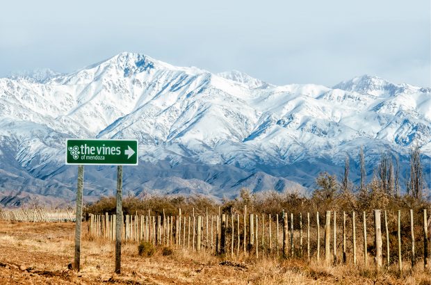 The Vines of Mendoza