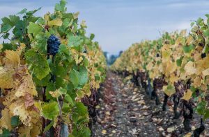 french vineyard cost