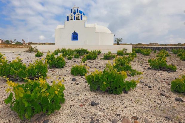 santorini wine harvest