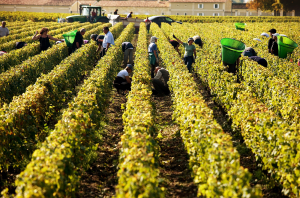 Bordeaux harvest 2019