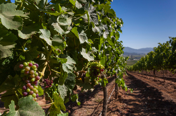 Chile vineyards frost