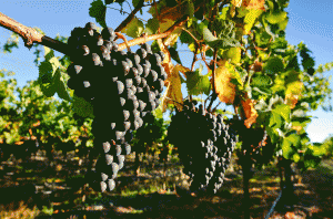 Gimblett gravels 2017