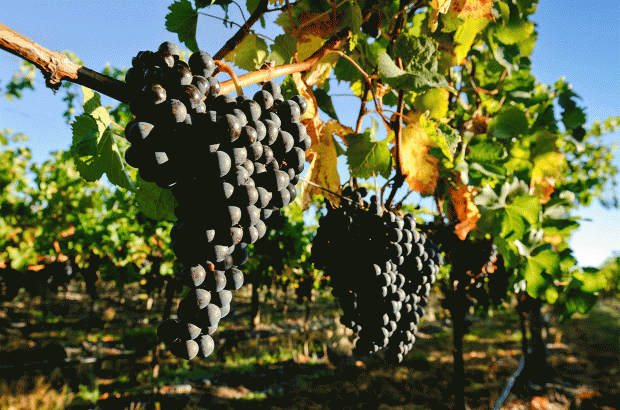 Gimblett gravels 2017