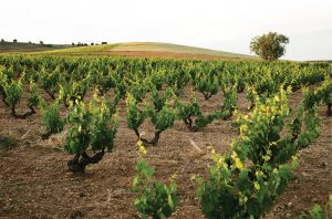 Ribera del Duero red wines vineyards