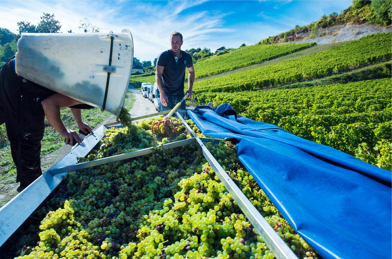 Celebrating Sauvignon Blanc: A global guide - Decanter