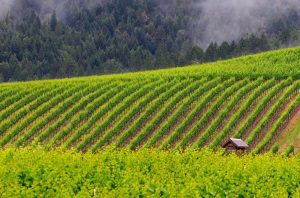 Jackson family wines balo