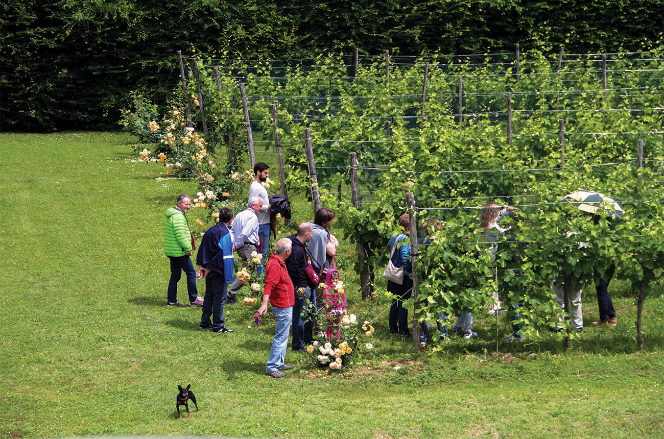 Bartolomiol vineyards