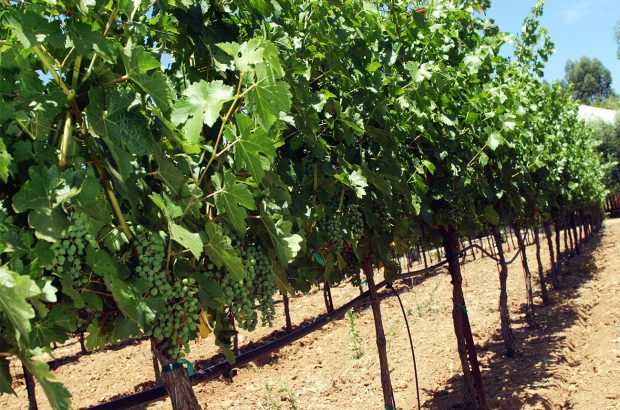 Freemark Abbey Ted Edwards