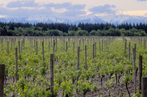 New Zealand wine