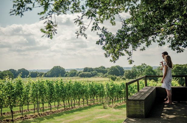 Gusbourne vineyards