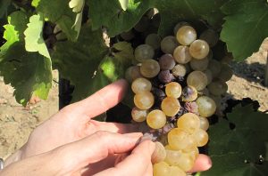 Tokaji Aszú harvest. Credit: Caroline Gilby MW