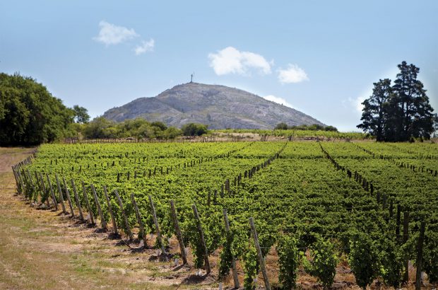 Bodega Bouza vineyards