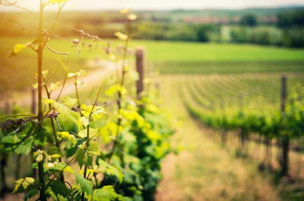 Acumen Wines Coronavirus