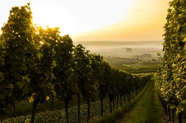 California Cabernet for Christmas