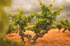 Utiel Requena producers