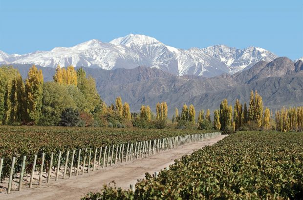 Luján de Cuyo wine, Las Compuertas Malbec vineyard