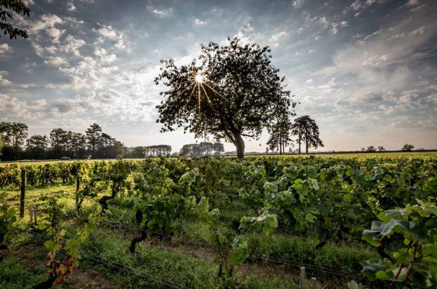 Maison Albert Bichot