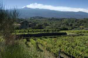 wines from Sicily