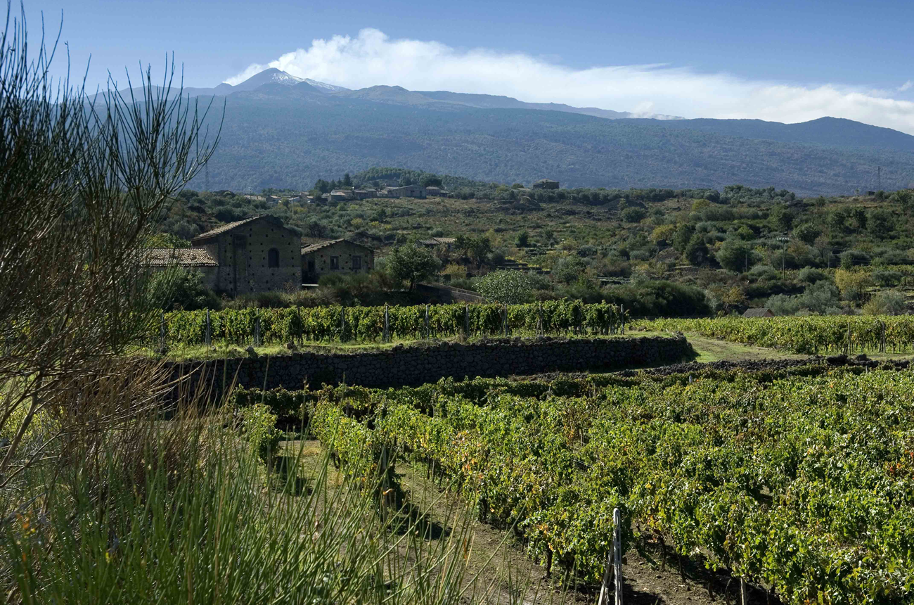 Southern Italy wines What's hot right now Decanter