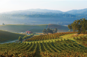 value Rhône California wines