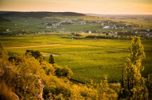 Burgundy winemakers, Burgundy Meursault