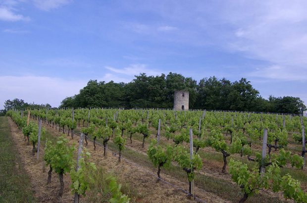 Bordeaux second grapes