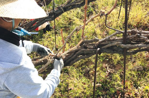 cordon trenzado vineyard in El Valle de la Orotava Canaries and Balearics Wines