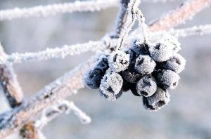 Eiswein 2019 grapes