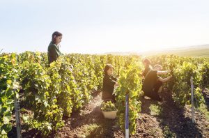 Cramant, Harvest Perrier-Jouet Butte de Saran