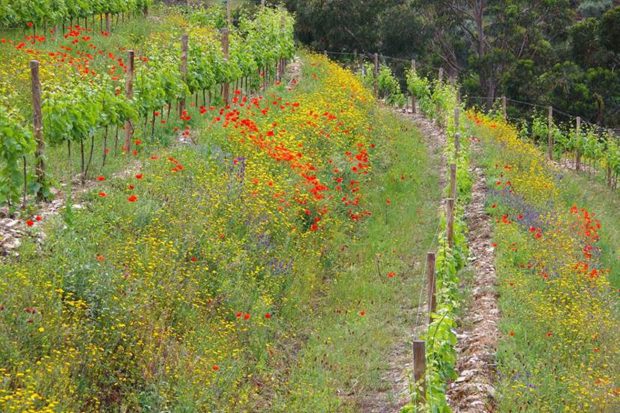 Vineyard cover crops