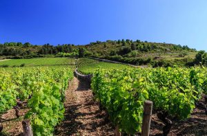 Vines in Burgundy's Côte d'Or, where French a vineyard may cost more than €1m