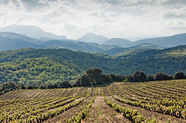 Le Soula vineyards, Pays d'Oc wines