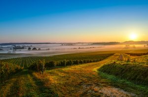 Médoc 2019 wines, Medoc Bordeaux