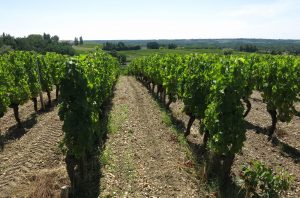 Vineyard, Sauternes, France