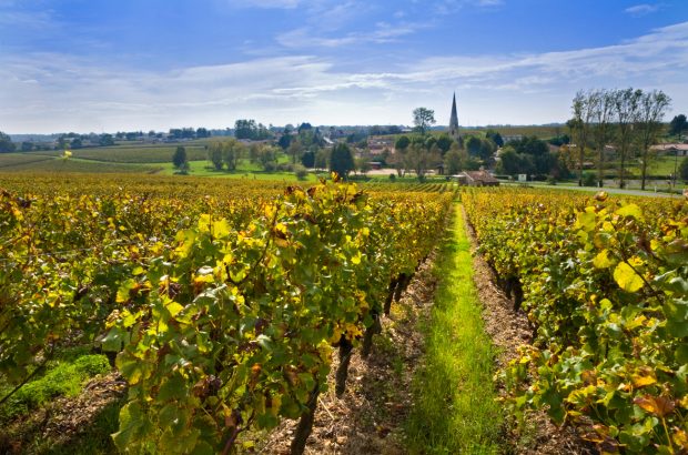 Sauternes 2019 wines