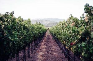 reopened Napa wineries