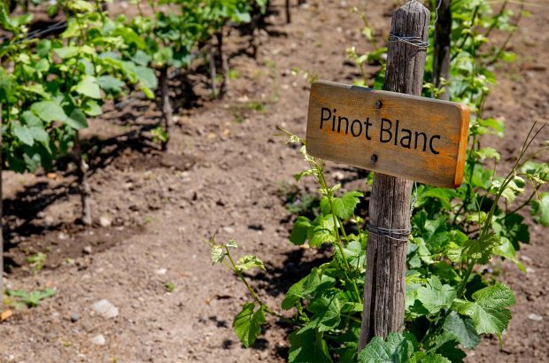Auxerrois Pinot Blanc
