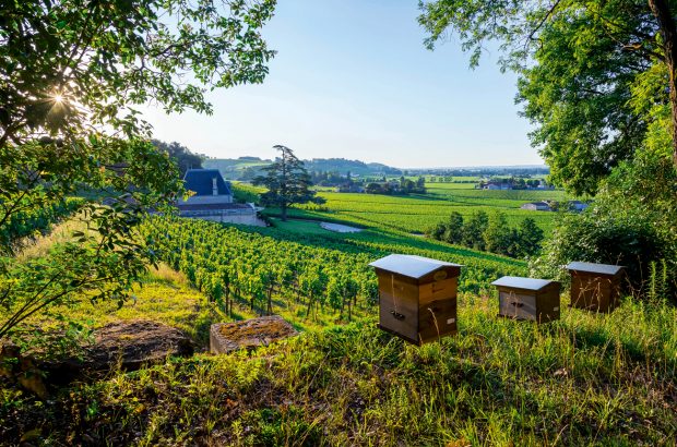 Beehives at Château Fonplégade;, new Bordeaux producers