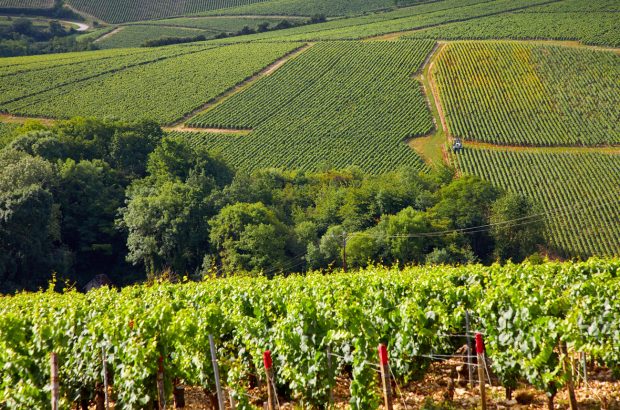 Chablis vintages