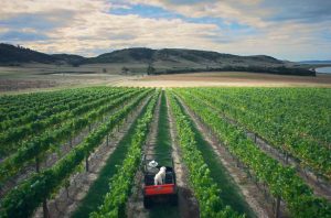 Fine Wine Partners vineyard