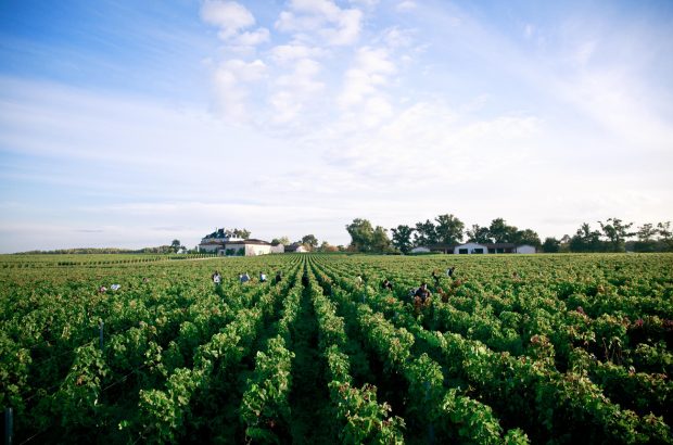 Haut-Bailly harvest, Haut-Bailly vertical